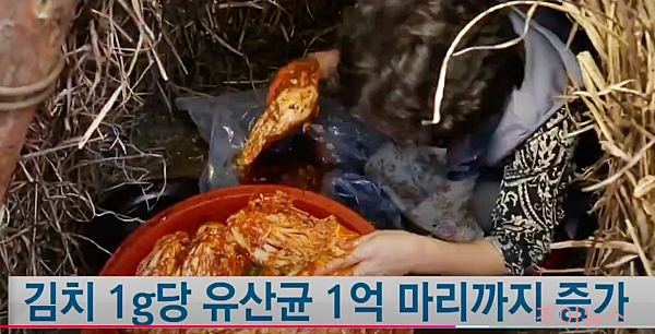 김치 1g당 유산균은 약 1억마리!!_ytn사이언스유튜브