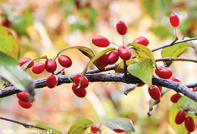 산수유 열매 효능, 부작용 먹는법 알아보기