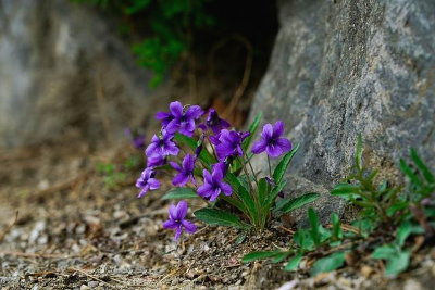 길가에 피어 있는 보라색 제비꽃