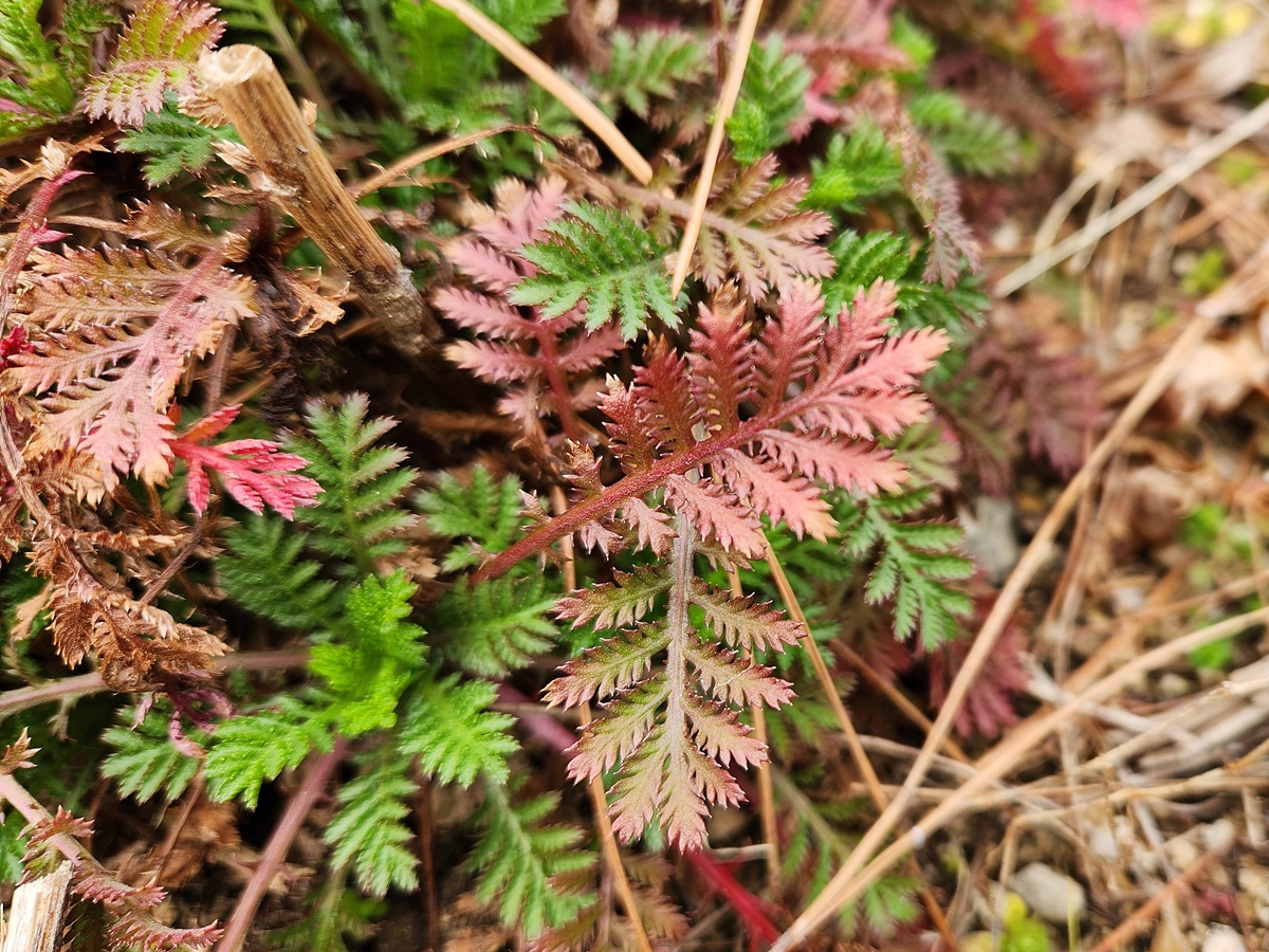 다이어스캐모마일