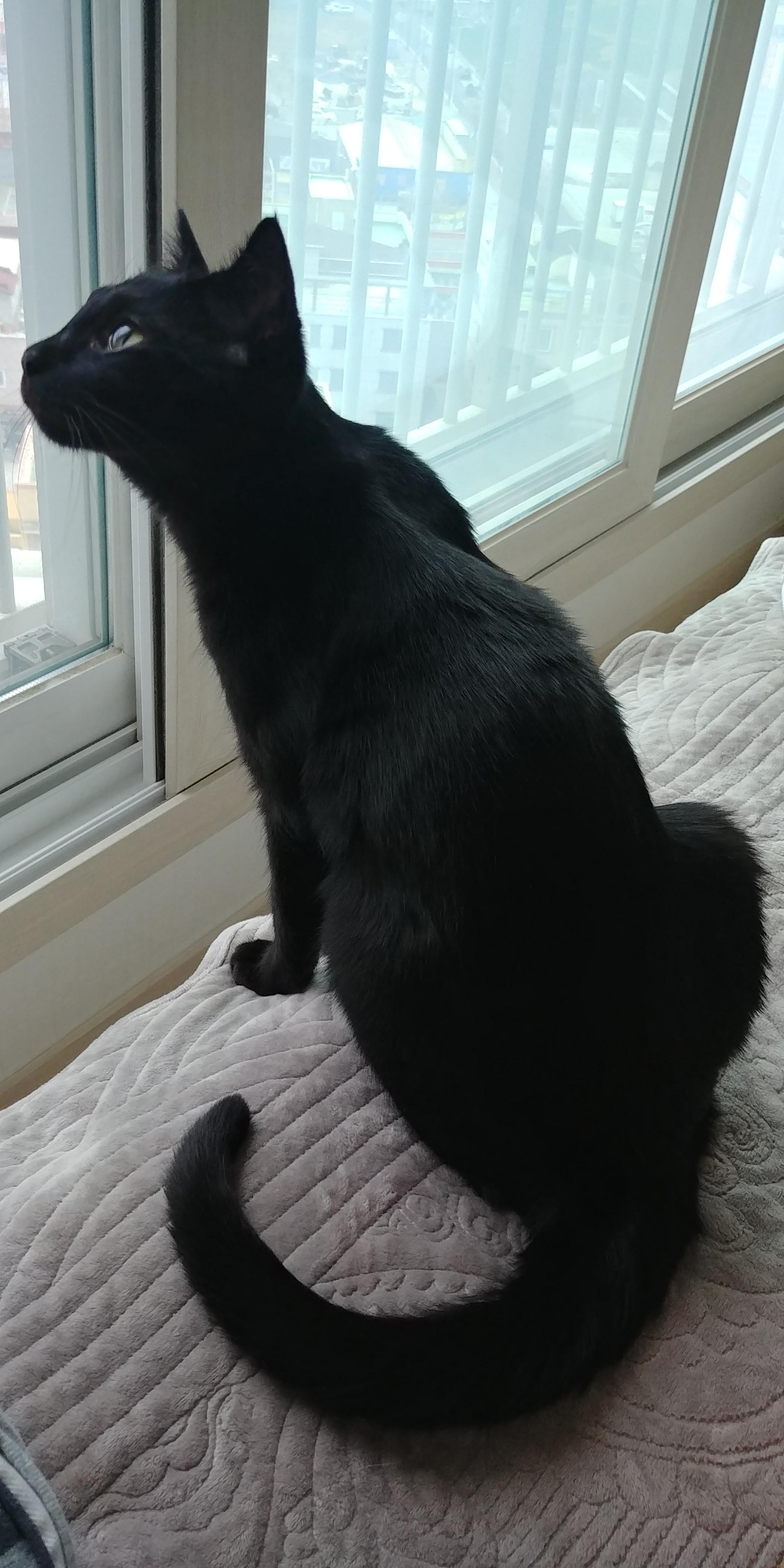 올블랙고양이 건이