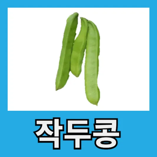 "봄철 비염 작두콩차"