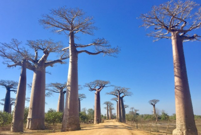 바오밥나무란 포토 이야기 정리