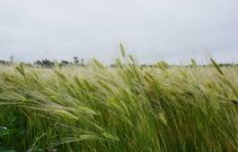 가파도 배편 예약