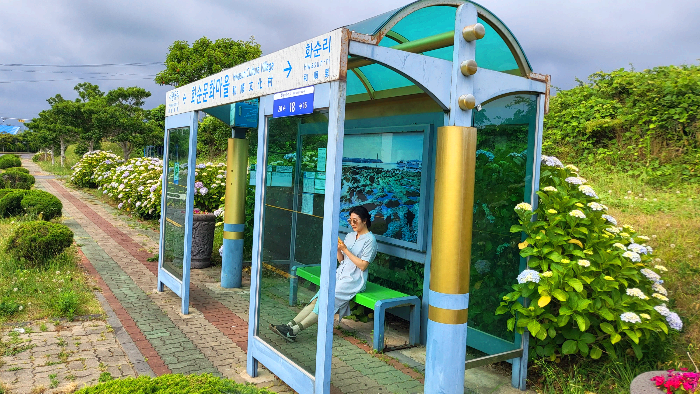 제주수국명소