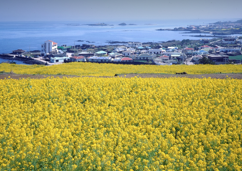 제주도 유채꽃밭 사진