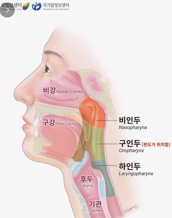 우리 몸의 코 속 위치를 비인두를 위주로 그려놓은 그림