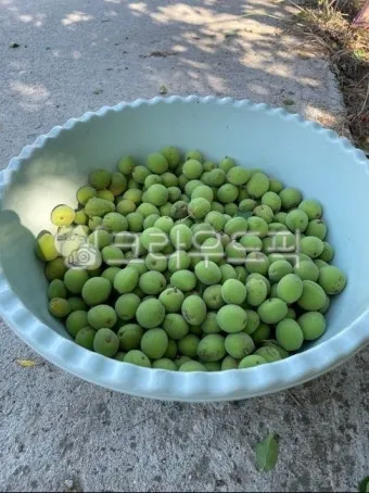 매실 수확 시기 매실장아찌 매실청 매실주 담그는 법_16