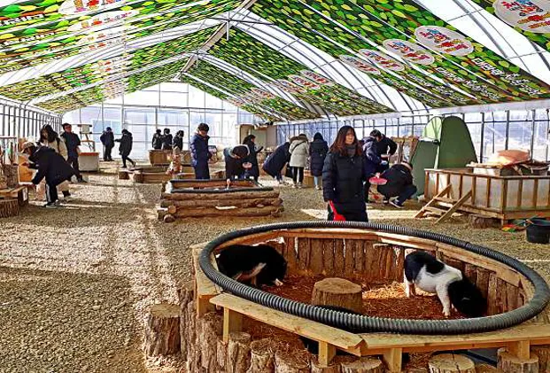 대관령 아기동물체험농장