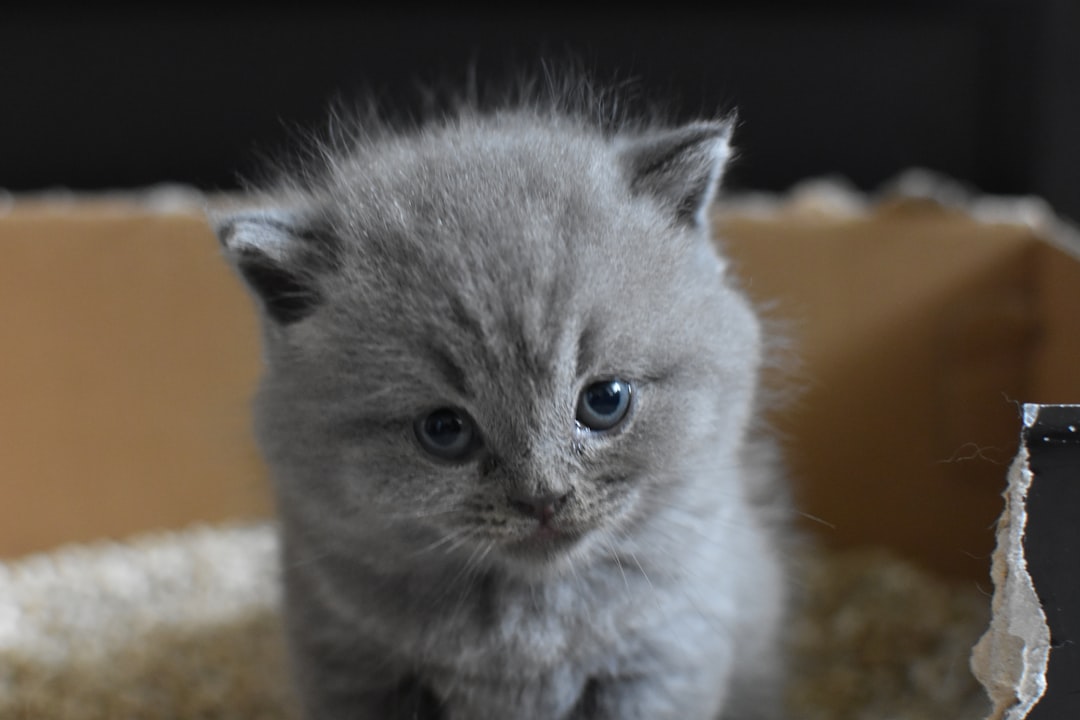 Scottish Fold