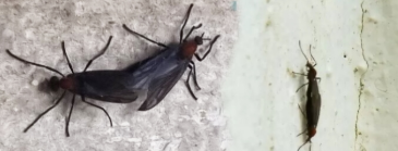 러브버그 퇴치 및 예방법