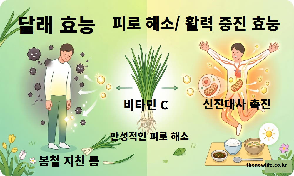 달래 효능이 피로 해소와 활력 증진에 도움 되는 것을 설명하는 이미지