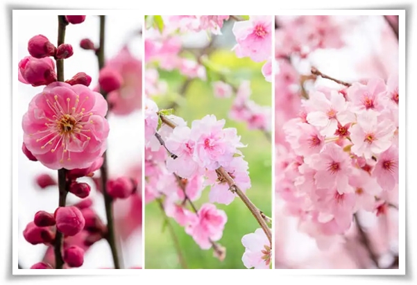 "벚꽃" 희망과 새로운 시작의 상징 봄의 전령사!