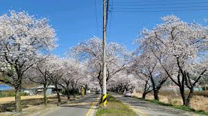 전라도 소양마을 벚꽃 명소 베스트 5 벚꽃시기 만개시기 드라이브 코스