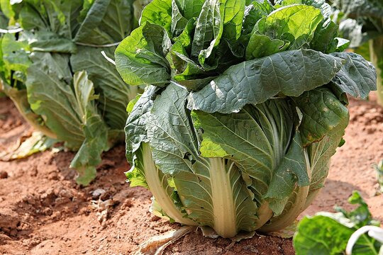 8월 파종작물 배추