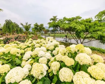 공주 수국축제 유구색동 수국 정원 꽃축제_4
