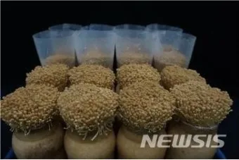 팽이버섯 재배 저온 관리 병해 예방 깔끔한 세척_6