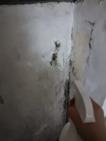 장마철 곰팡이 제거방법 꿀팁 정리 완벽 가이드_14