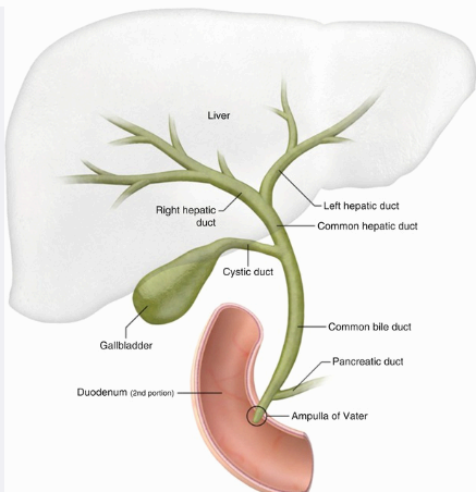 Bile duct