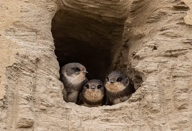 마틴 부버 대화 철학자 이론 세계_1