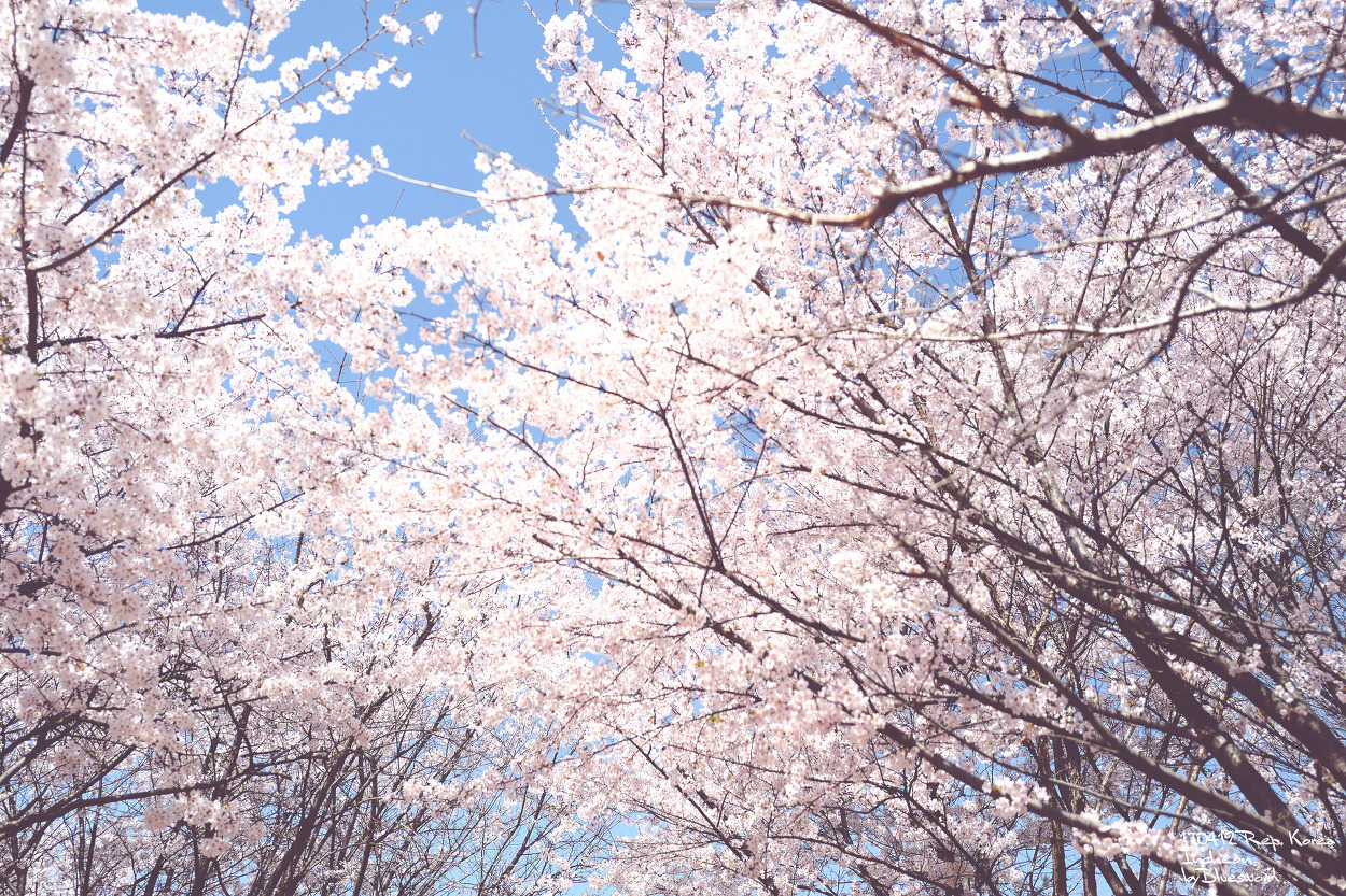 봄 나들이 벚꽃