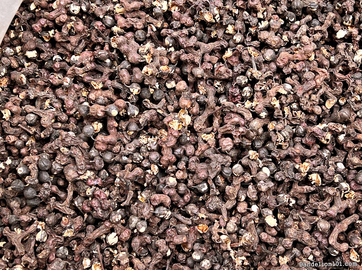 헛개나무 열매 사진