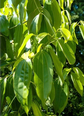 시나몬 나무 사진