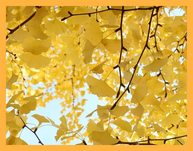 문광저수지 은행나무길