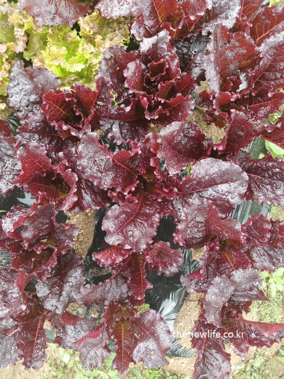 Dark purple-red curly lettuce leaves covered in raindrops, glistening on a rainy day farm scene-빗방울이 맺힌 진한 보라빛 곱슬 적상추 – 장마철 농장에서 반짝이는 상추의 극강 색감