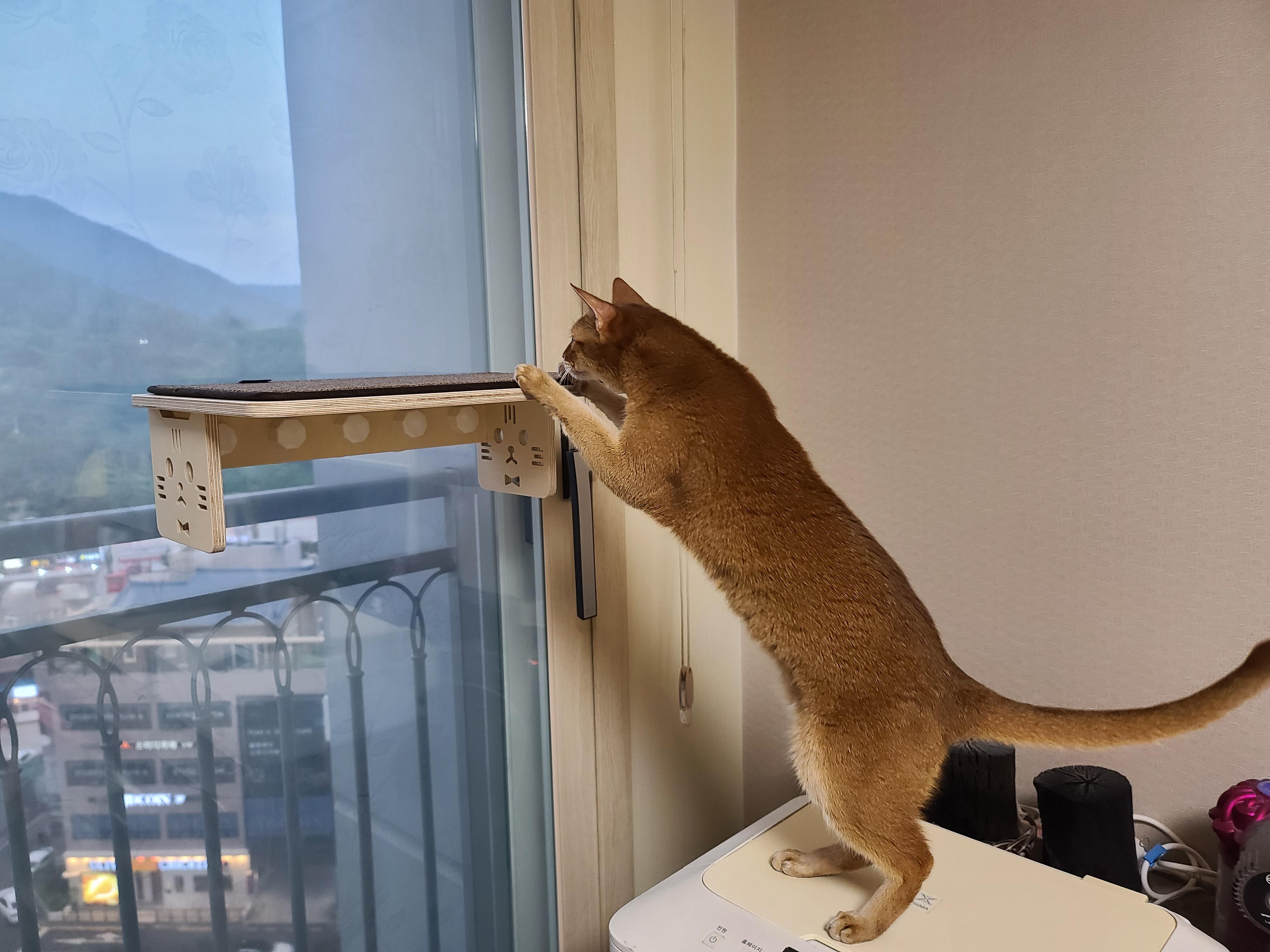 냥냥이들의 캣워크, 캣볼을 달았다. (내돈내산,스압주의)