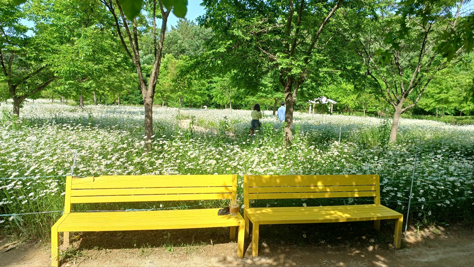 함안 악양생태공원 샤스타데이지2