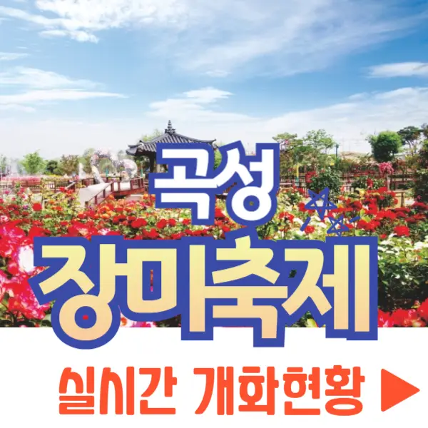곡성 장미축제 실시간 개화현황