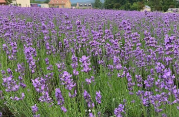 고성 라벤더 축제6