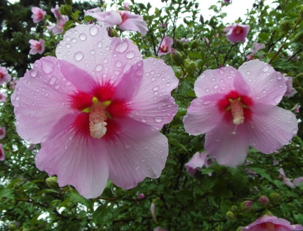 무궁화 다이어트