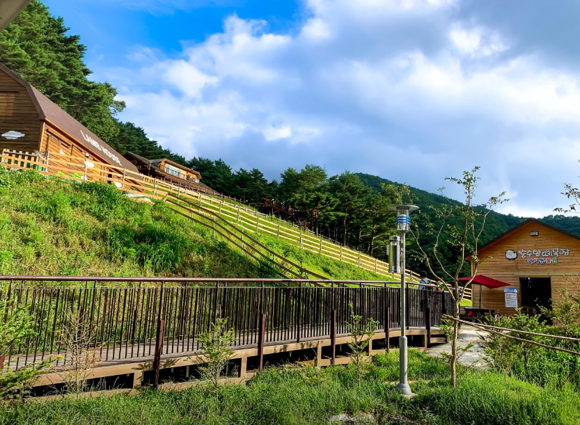 대관령 순수양떼목장