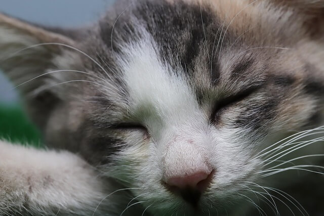 반려동물 장례지도사