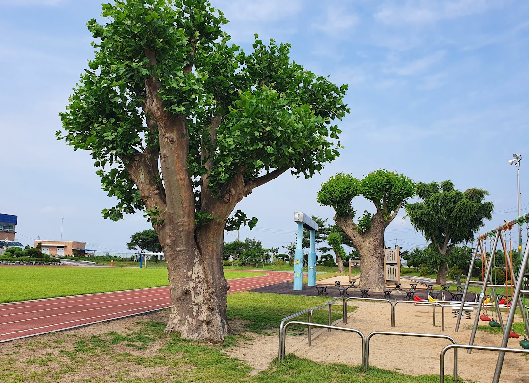 충남 당진에서 맨발로 산책하기
