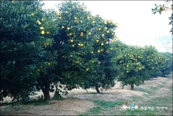 유자 재배 겨울 보온 방풍막 설치 염해 예방_10