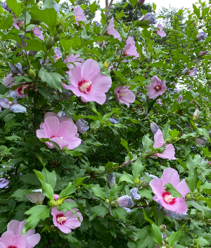 화담숲 무궁화동산