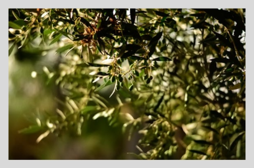 올리브유 레몬즙, 아침 공복에 마시면 생기는 변화 5가지