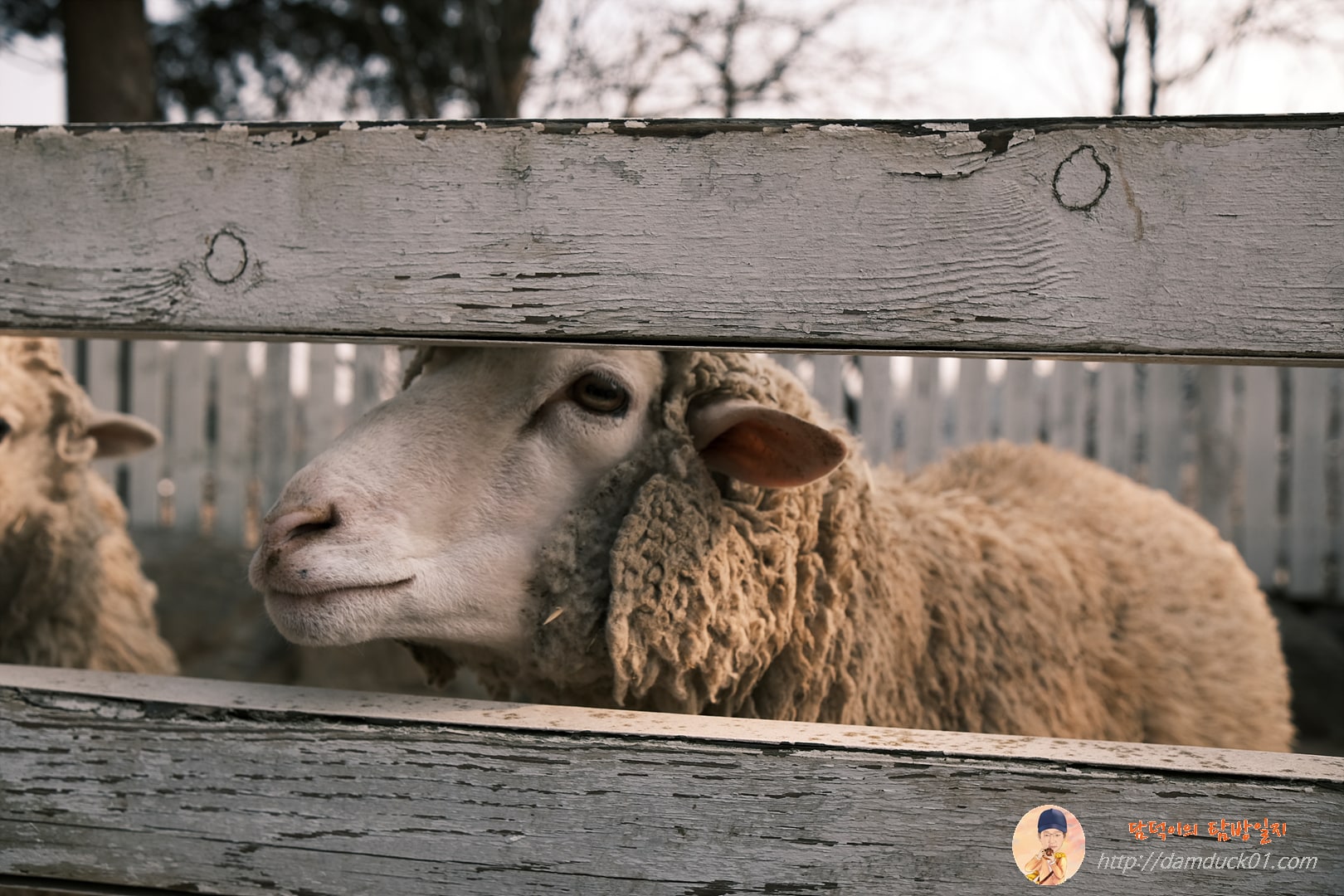 사람들에게 익숙한 양들