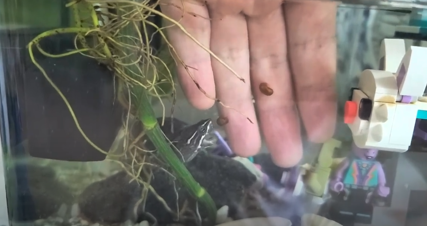 물달팽이를 먹는 거북이 모습