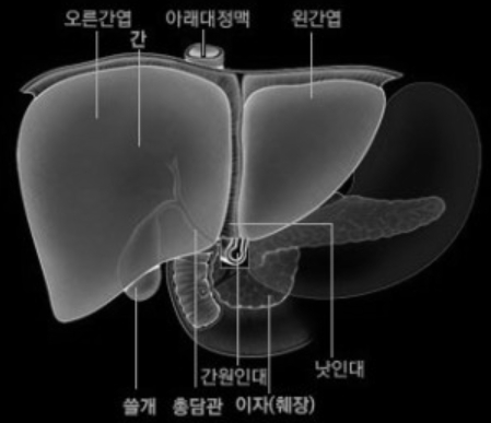 신장-간-벌나무사진