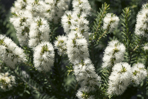 티트리오일 효능09