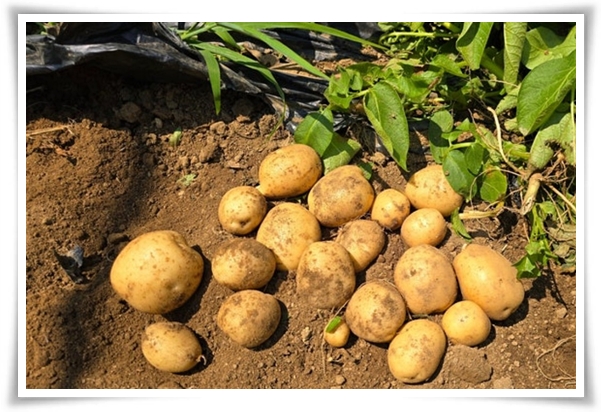 텃밭 "6월, 감자 수확하세요!" 텃밭에 숨겨진 금덩이, 지금 캐세요!