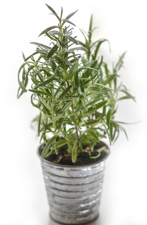 로즈마리 오일 효능