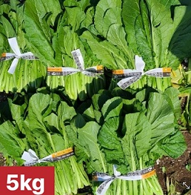 여수-돌산갓
