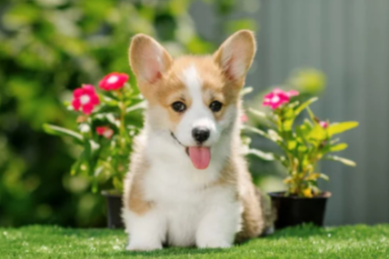 웰시코기 새끼 사진