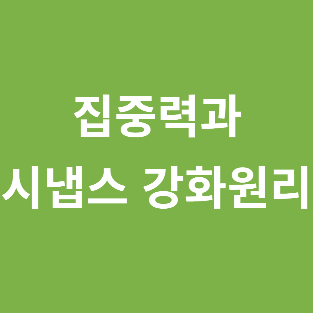 집중력과 시냅스 강화 원리