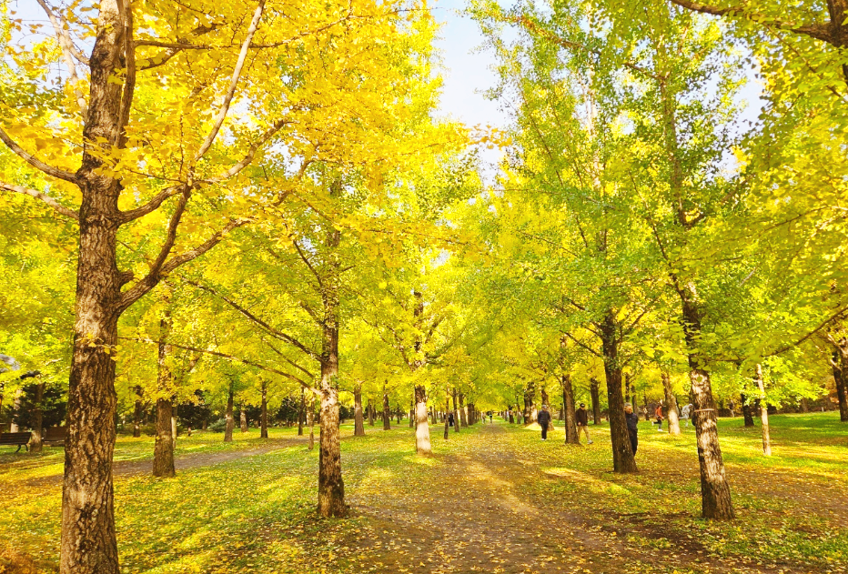 홍천 은행나무 숲